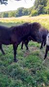Poney Mâles taille A