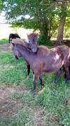 Poney Mâles taille A
