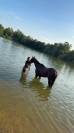Victory garden - Tres gentil jeune cheval 
