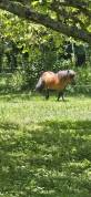 Vend poney mâle entier âgé de 14 ans