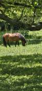 Vend poney mâle entier âgé de 14 ans