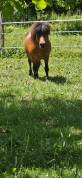 Vend poney mâle entier âgé de 14 ans