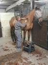 Cavalière & enseignante