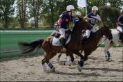 Ruin Andere pony rassen Te koop 2015 Donker bruin / bai