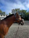 Ruin Andere pony rassen Te koop 2015 Donker bruin / bai