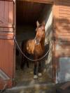 Ruin Andere pony rassen Te koop 2015 Donker bruin / bai