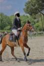 Ruin Andere pony rassen Te koop 2015 Donker bruin / bai
