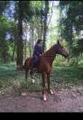 Dp demie pension TF de 13 ans (95)