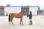 Jument PFS 3 ans