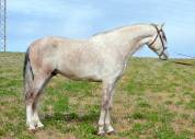 Caballo PRE tordo, con muy buen caracter, 7 años.