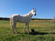 Cheval endurance 
