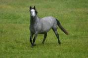 cheval espagnol