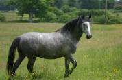 cheval espagnol