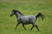 cheval espagnol