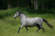 cheval espagnol