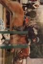 Poney rustique et sport 