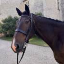 Magnifique cheval hongre TF