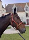 Magnifique cheval hongre TF