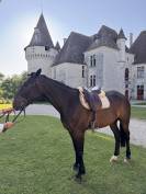 Magnifique cheval hongre TF
