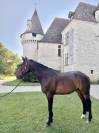 Magnifique cheval hongre TF