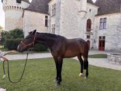 Magnifique cheval hongre TF