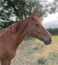 à vendre cheval de loisir