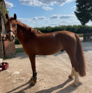à vendre cheval de loisir