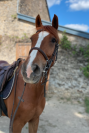 à vendre cheval de loisir