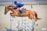 Cheval de concours 115 - 125