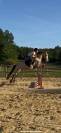 Vends gentil cheval polyvalent 