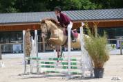 Vends gentil cheval polyvalent 