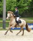 Vends gentil cheval polyvalent 