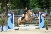 Vends gentil cheval polyvalent 