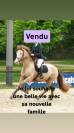 Vends gentil cheval polyvalent 