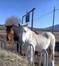 Cesión de caballo y yegua