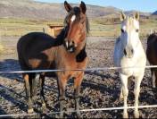 Cesión de caballo y yegua