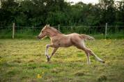 Poulain 2025 dunskin léopard 