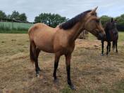 Jeune cheval
