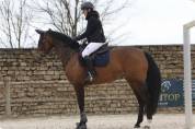 Jument 12 ans selle français 