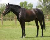 Magnifique hongre 6 ans 