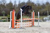 Magnifique hongre 6 ans 