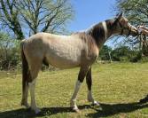 m&acirc;le DSA 80% isabelle pie 