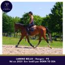 Joli 4 ans hongre 1m65