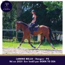 Joli 4 ans hongre 1m65