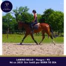 Joli 4 ans hongre 1m65
