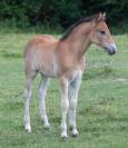 Veulen (ml) Connemara Te koop 2025 Donker bruin / bai ,  CLASSIC ROCQ