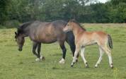 Veulen (ml) Connemara Te koop 2025 Donker bruin / bai ,  CLASSIC ROCQ