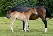 Veulen (ml) Connemara Te koop 2025 Donker bruin / bai ,  CLASSIC ROCQ