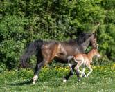 Veulen (ml) Connemara Te koop 2025 Donker bruin / bai ,  CLASSIC ROCQ