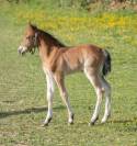 Veulen (ml) Connemara Te koop 2025 Donker bruin / bai ,  CLASSIC ROCQ